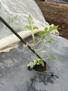 苗の入荷から2日後にピノ・ガールを植え付けました。